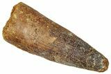 Fossil Spinosaurus Tooth - Real Dinosaur Tooth #329629-1